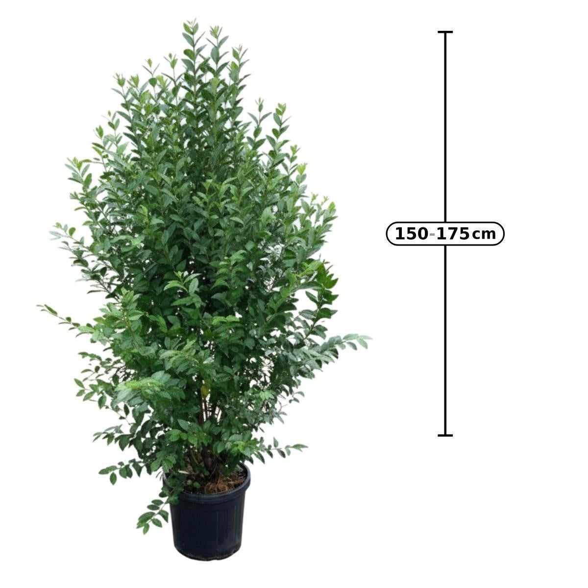 Ligustrum ovalifolium en pot de culture — visuel fournisseur d’un sujet représentatif, référence F00014485 ; offre NATURA par lot de 7 plantes.