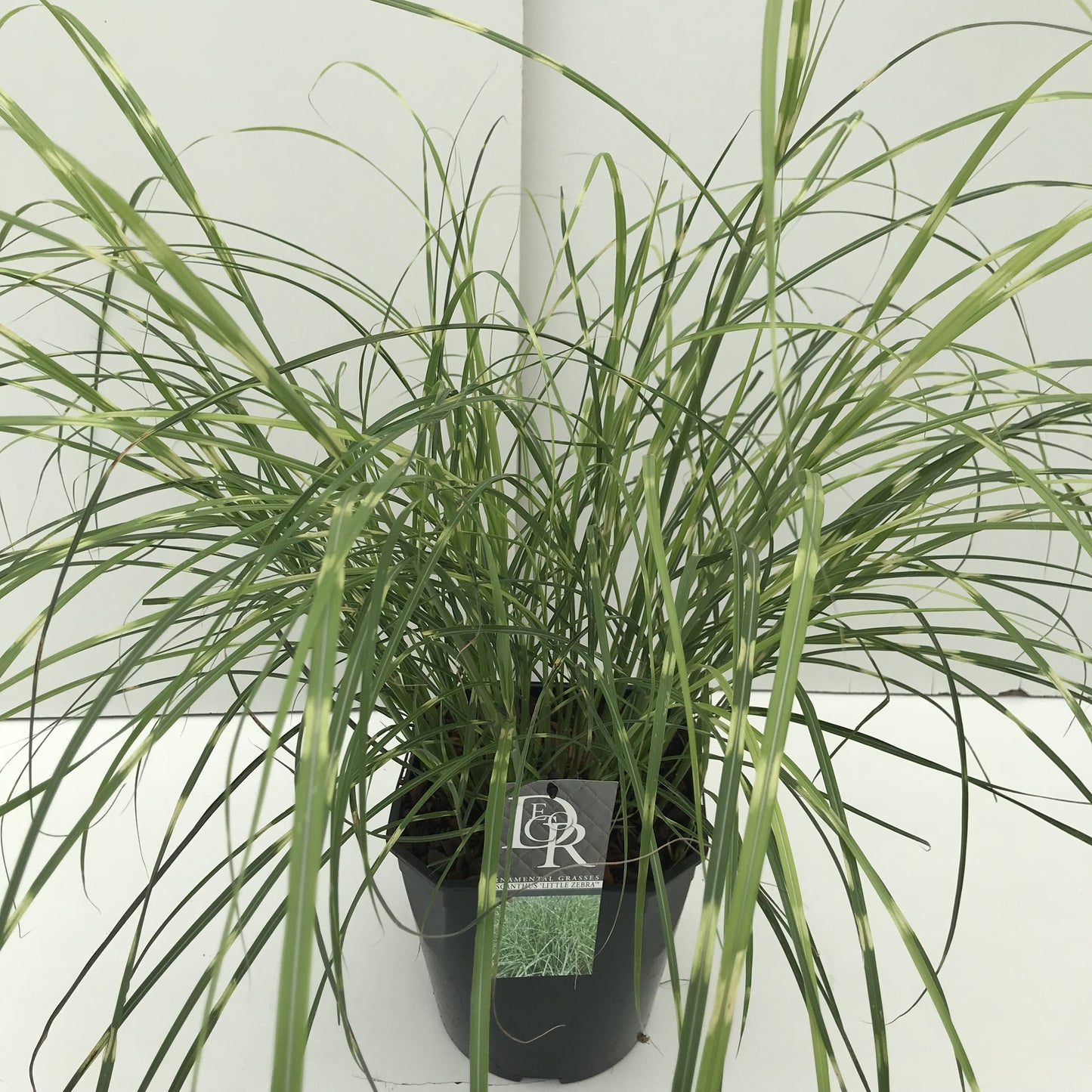 
                  
                    Miscanthus sinensis 'Little Zebra' 50 cm, pot 23 cm, sujet représentatif du lot de 12
                  
                