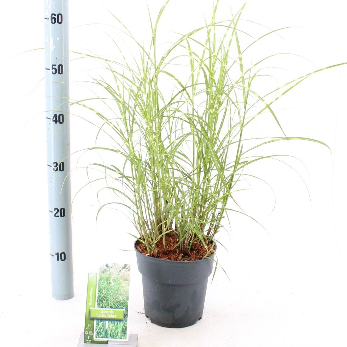 
                  
                    Miscanthus sinensis 'Little Zebra' 50 cm, pot 17 cm, sujet représentatif du lot de 24
                  
                
