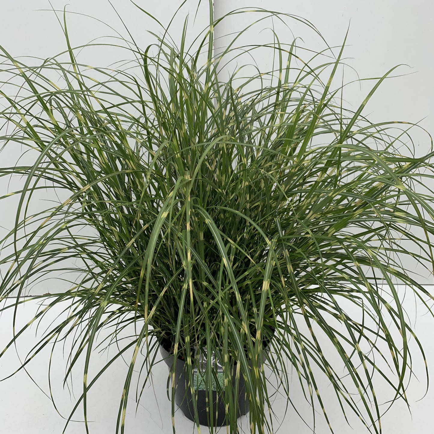
                  
                    Miscanthus sinensis 'Little Zebra' 60 cm, pot 29 cm, sujet représentatif du lot de 8
                  
                