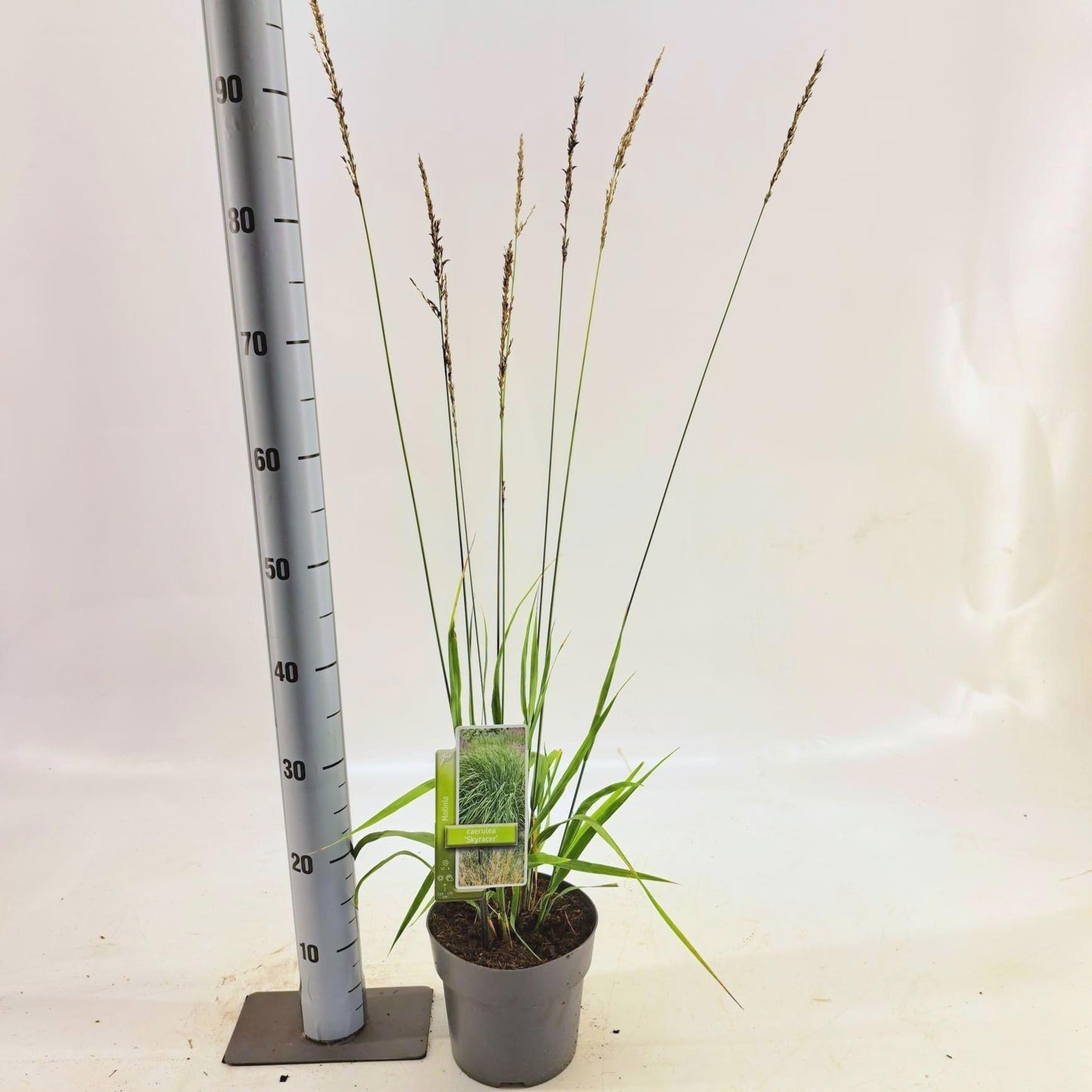 Molinia arundinacea 'Skyracer' en pot de culture, plant représentatif du lot de 24 plantes