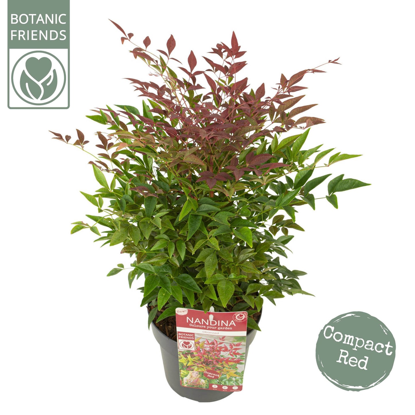 
                  
                    Nandina domestica 'Obsessed' 45 cm, pot 19 cm, sujet représentatif du lot de 20
                  
                