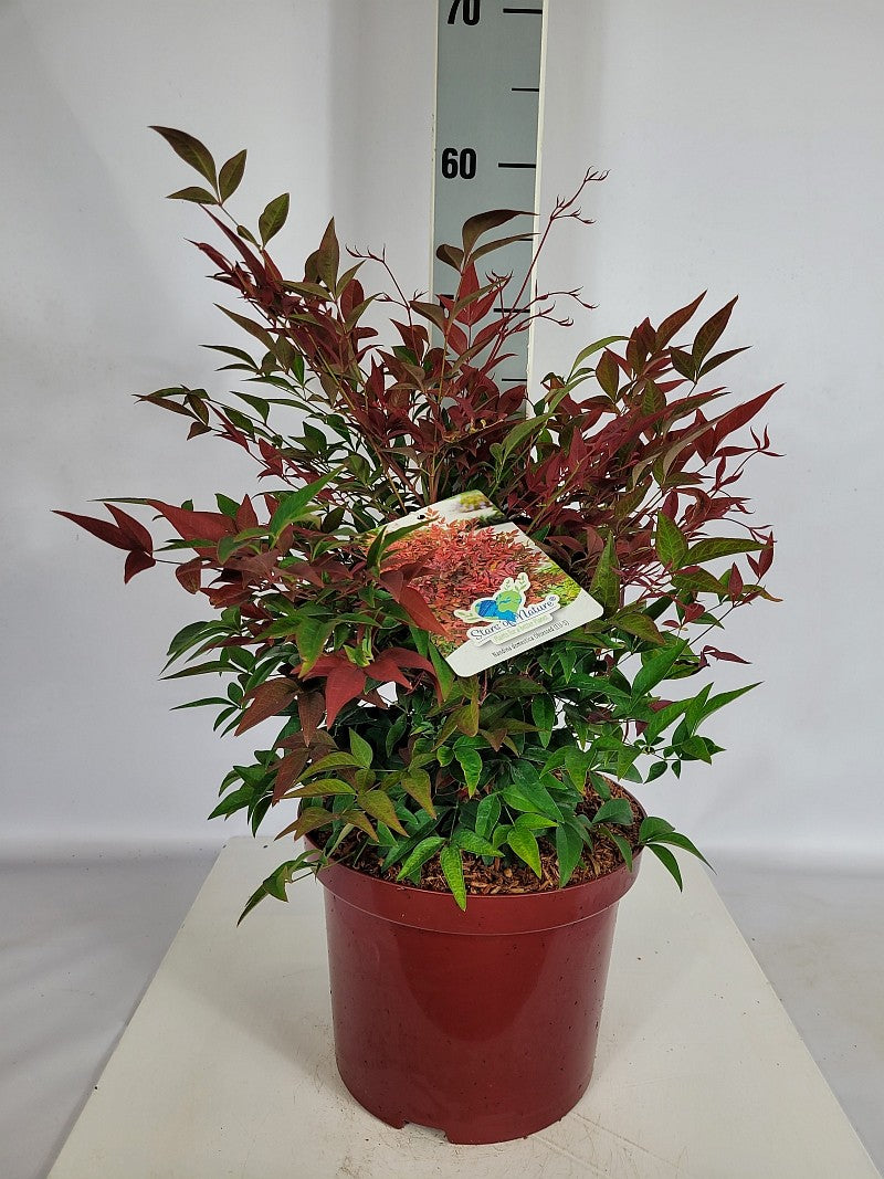 
                  
                    Nandina domestica 'Obsessed' 50 cm, pot 23 cm, sujet représentatif du lot de 51
                  
                