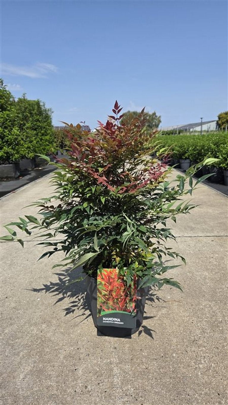
                  
                    Nandina domestica 'Obsessed' 55 cm, pot 27 cm, sujet représentatif du lot de 22
                  
                