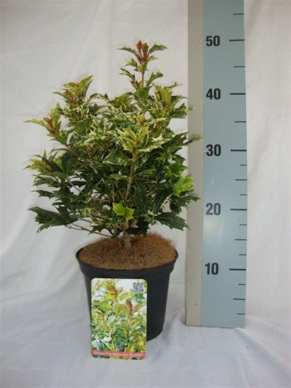 Osmanthus heterophyllus ‘Goshiki’, arbuste panaché illustratif en pot de culture, offre par lot de 24 plantes