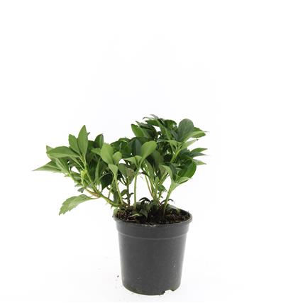 Pachysandra terminalis ‘Green Carpet’ en pot de culture, photo fournisseur d’un plant représentatif du lot de 40 plantes