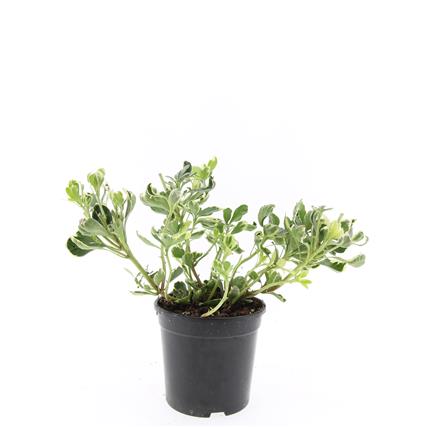 Pachysandra terminalis ‘Variegata’ au feuillage panaché en pot de culture, photo fournisseur d’un plant représentatif du lot de 30 plantes
