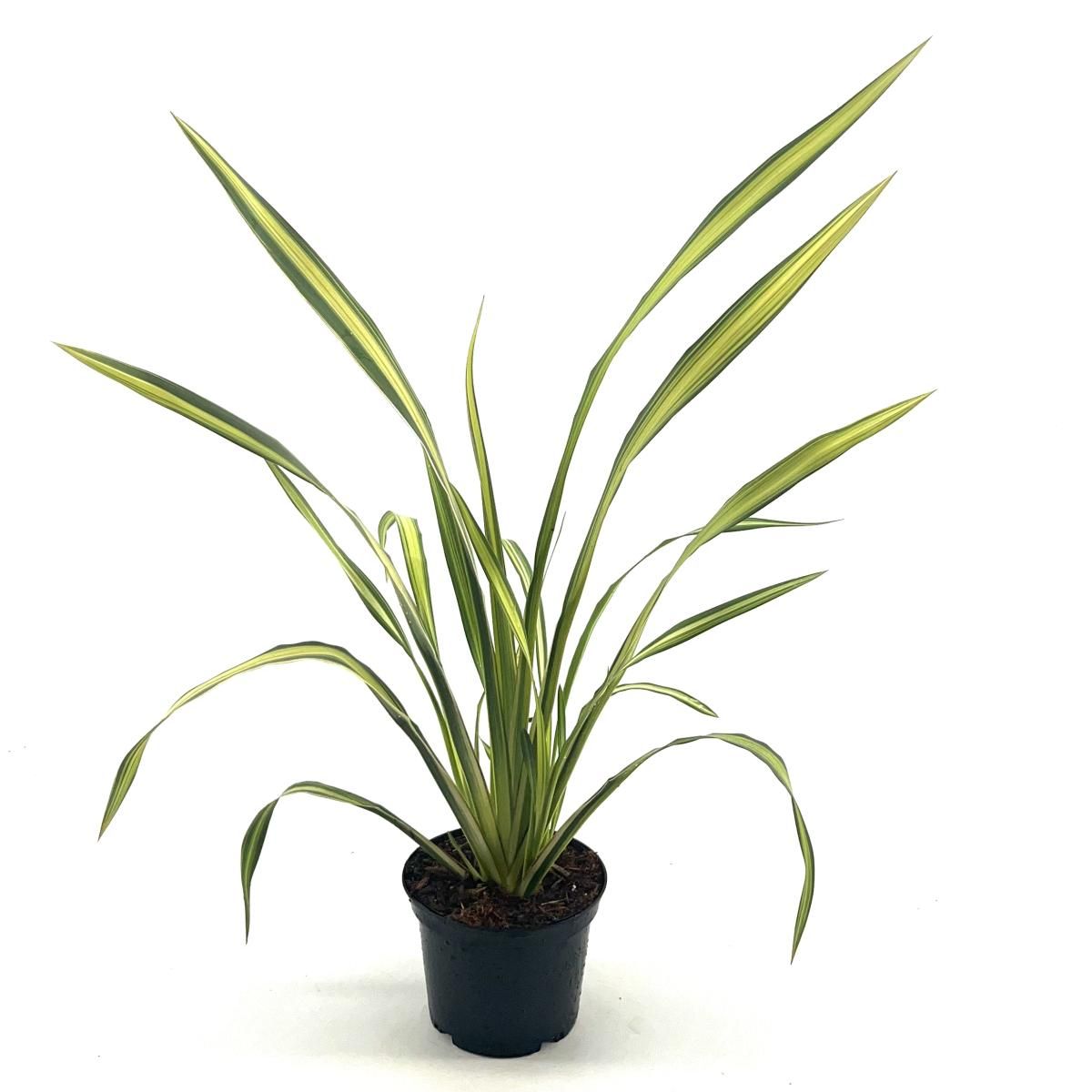 Phormium tenax 'Yellow Wave' en pot de culture, photographie fournisseur d’un plant représentatif du lot de 36 plantes