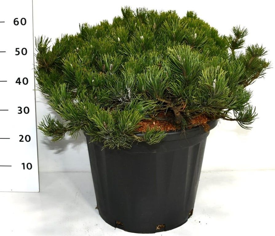 Pinus mugo 'Pumilio' en pot de culture, photographie fournisseur représentative du lot de 4 plantes