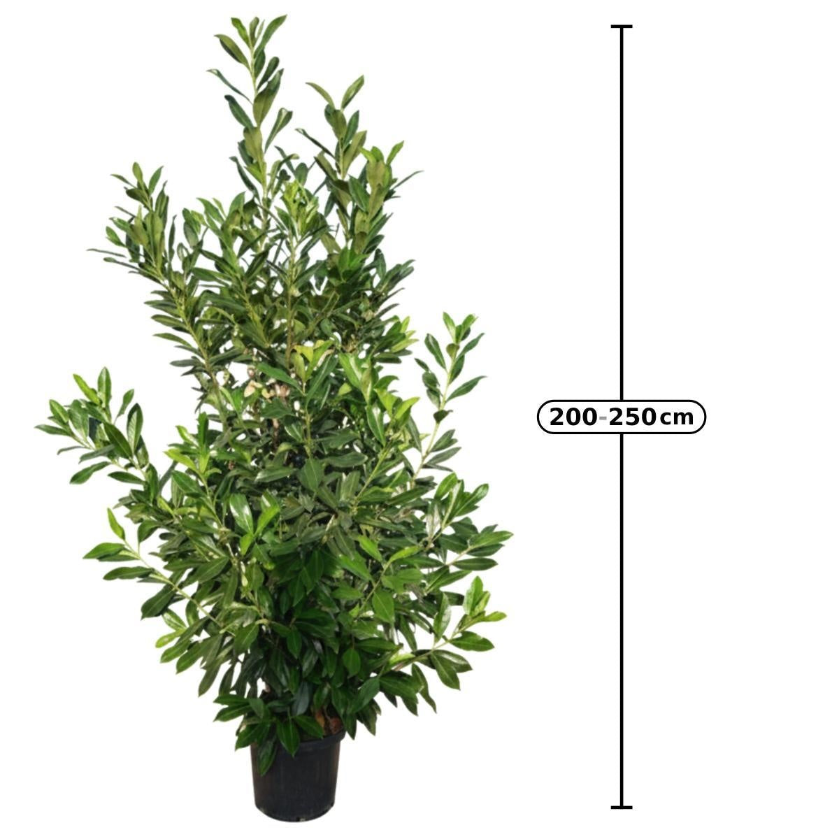 Prunus laurocerasus 'Caucasica' en pot de culture — visuel fournisseur d’un sujet représentatif, référence F00014479 ; offre NATURA par lot de 6 plantes.