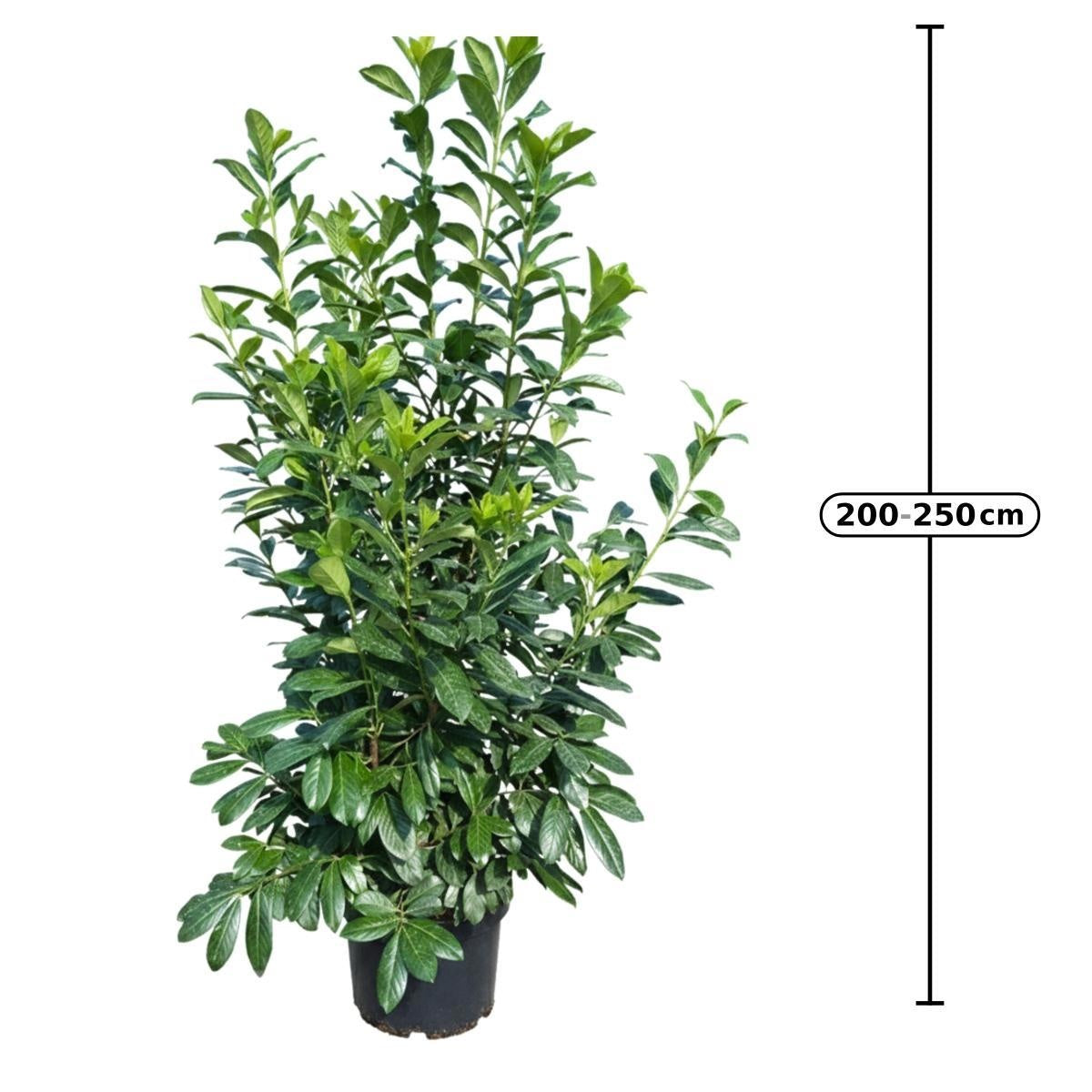 Prunus laurocerasus 'Novita' en pot de culture — visuel fournisseur d’un sujet représentatif, référence F00014480 ; offre NATURA par lot de 6 plantes.