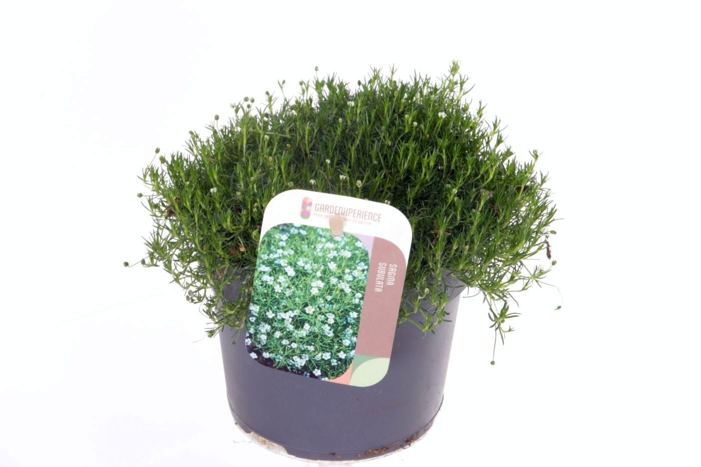 Sagina subulata en pot de culture, photo fournisseur d’un plant représentatif du lot de 40 plantes couvre-sol