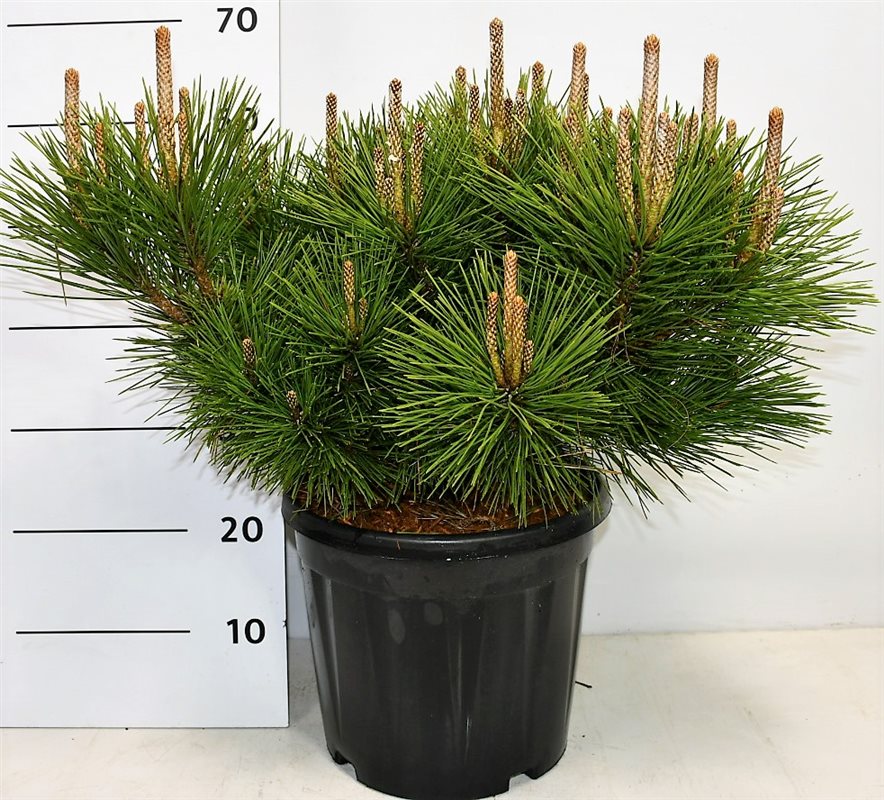 Pinus thunbergii 'Sayonara', hauteur 65 cm, pot de 32 cm, photo de la référence Nieuwkoop F00004182