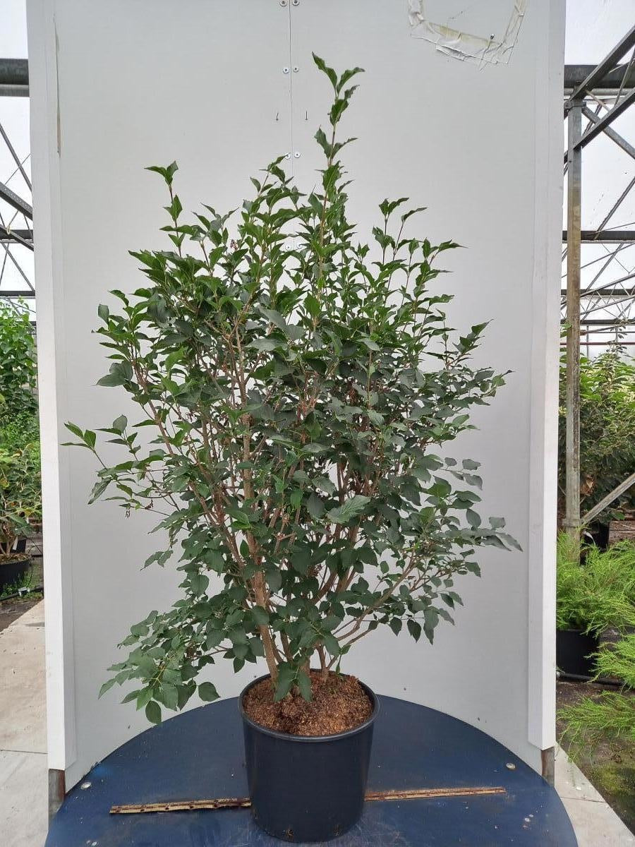 Syringa patula 'Miss Kim' en pot de culture, photographie fournisseur représentative du lot de 4 plantes