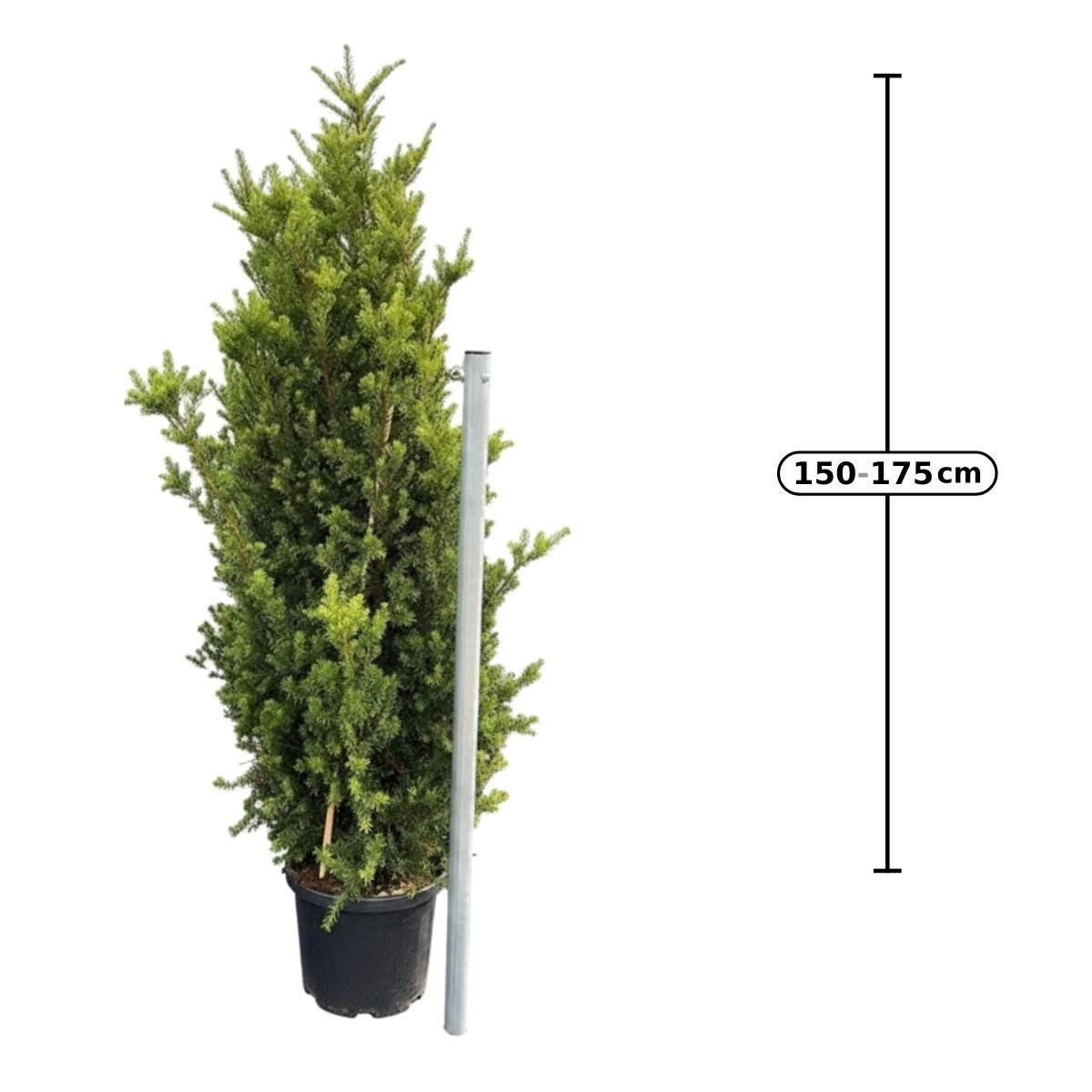 Taxus media 'Hillii' en pot de culture — visuel fournisseur d’un sujet représentatif, référence F00014482 ; offre NATURA par lot de 3 plantes.