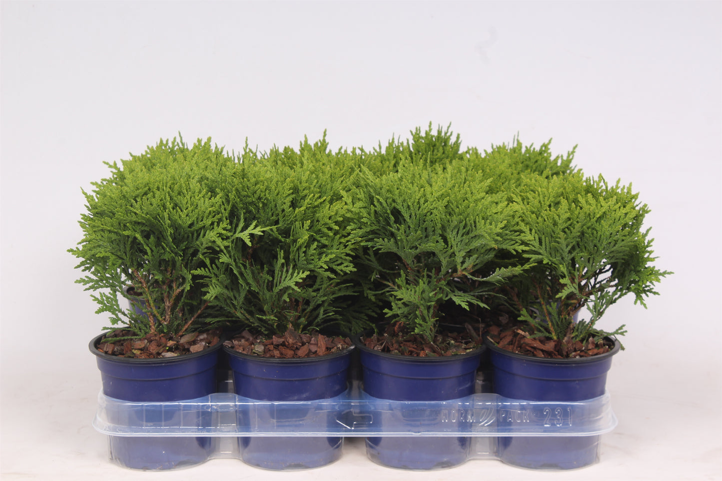 Thuja occidentalis ‘Danica’, photo fournisseur illustrative de jeunes conifères compacts en pots, offre par lot de 11 plantes