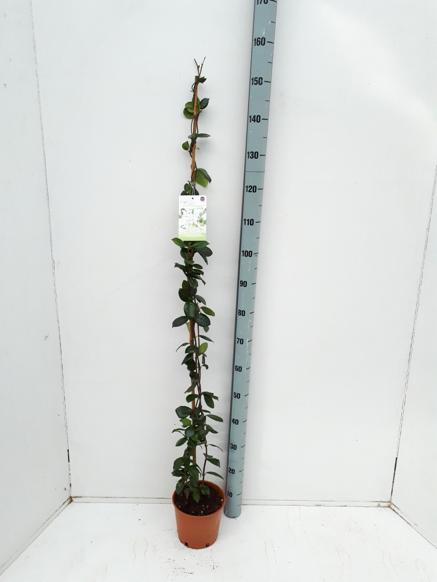 
                  
                    Trachelospermum jasminoides 150 cm, pot 19 cm, sujet représentatif du lot de 33
                  
                