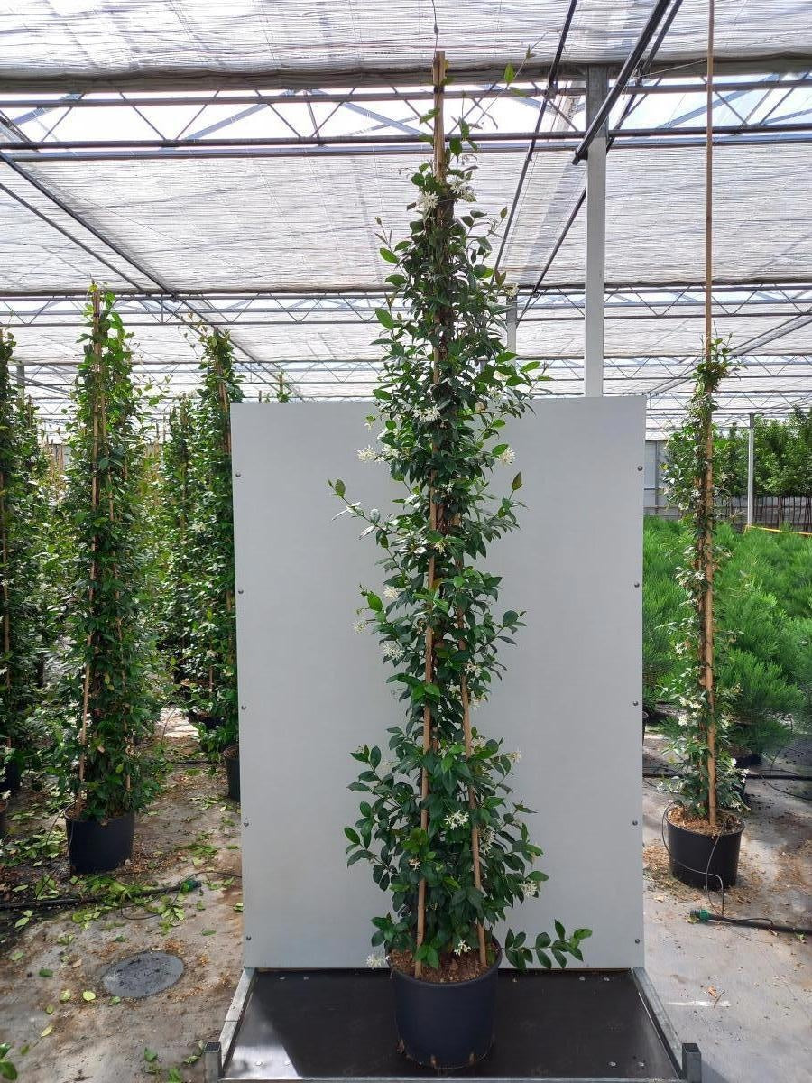 
                  
                    Trachelospermum jasminoides 250 cm, pot 40 cm, sujet représentatif du lot de 4
                  
                