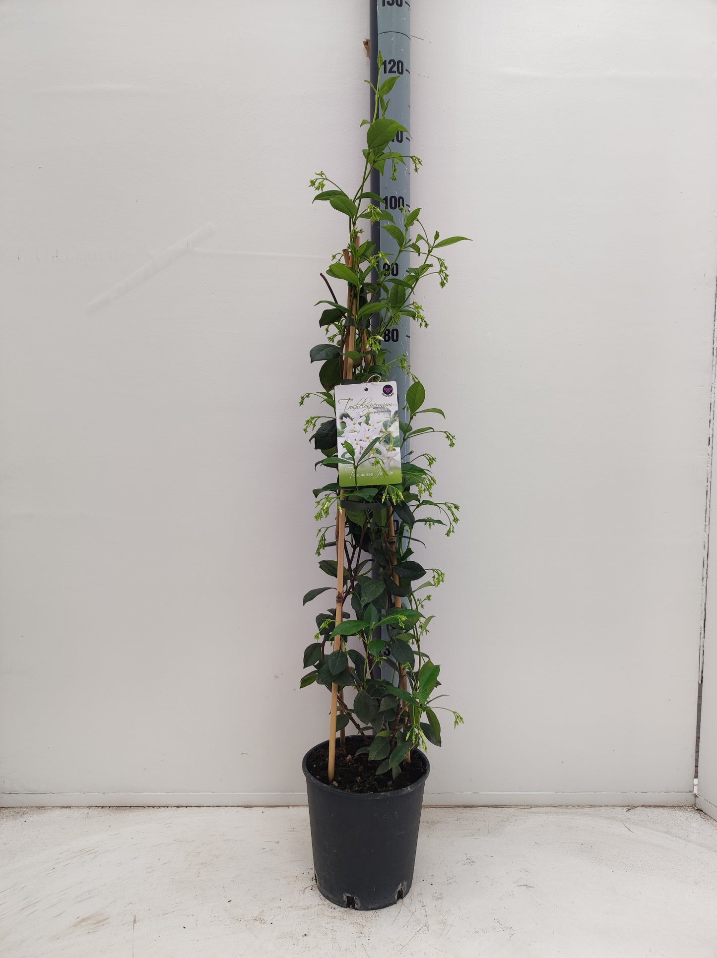 
                  
                    Trachelospermum jasminoides 90 cm, pot 19 cm, sujet représentatif du lot de 21
                  
                