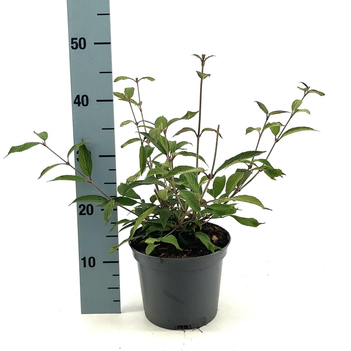 Viburnum plicatum 'Molly Schroeder' en pot de culture, photographie fournisseur d’un plant représentatif du lot de 56 plantes