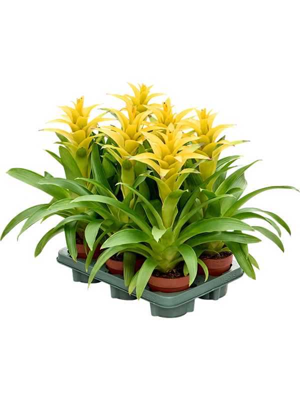 Guzmania 'Diana' jaune — 42 cm, lot de 6 plantes en pots de 12/11 cm, fond blanc