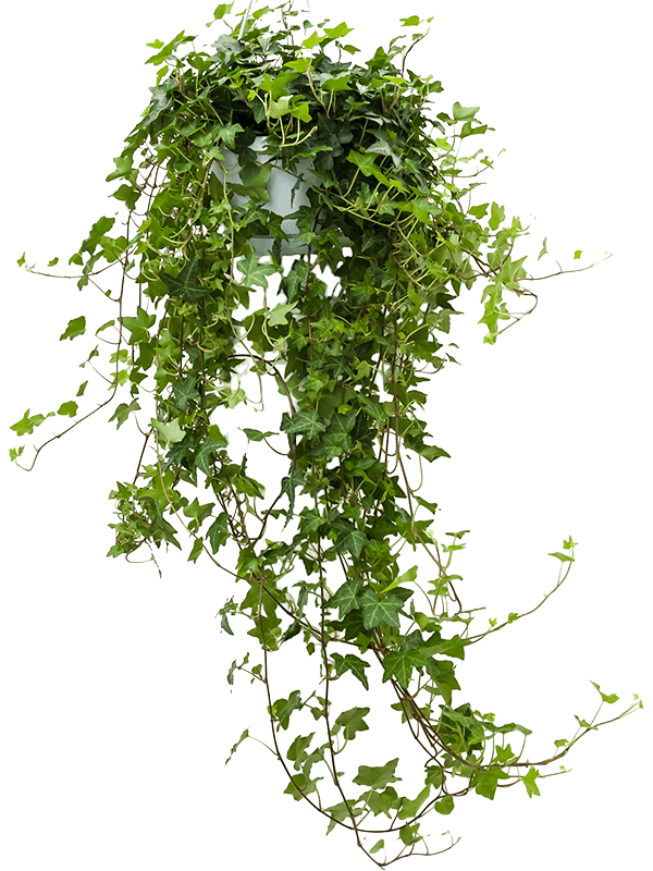 
                  
                    Hedera helix 'Pittsburgh' 60 cm, lot de 4 plantes
                  
                