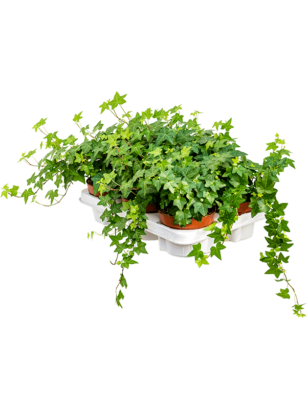 
                  
                    Hedera helix 'Pittsburgh' 20 cm, lot de 6 plantes
                  
                