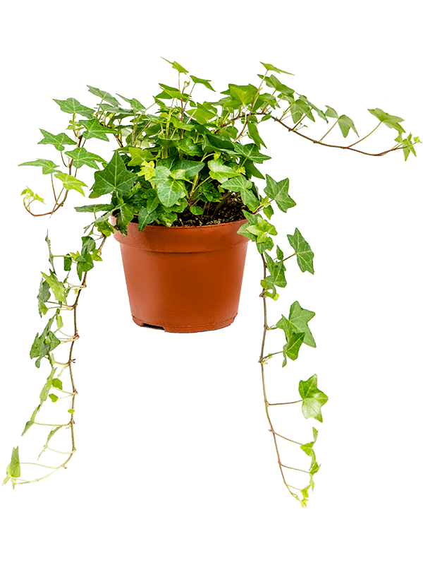 
                  
                    Hedera helix 'Pittsburgh' 20 cm, vue complémentaire
                  
                