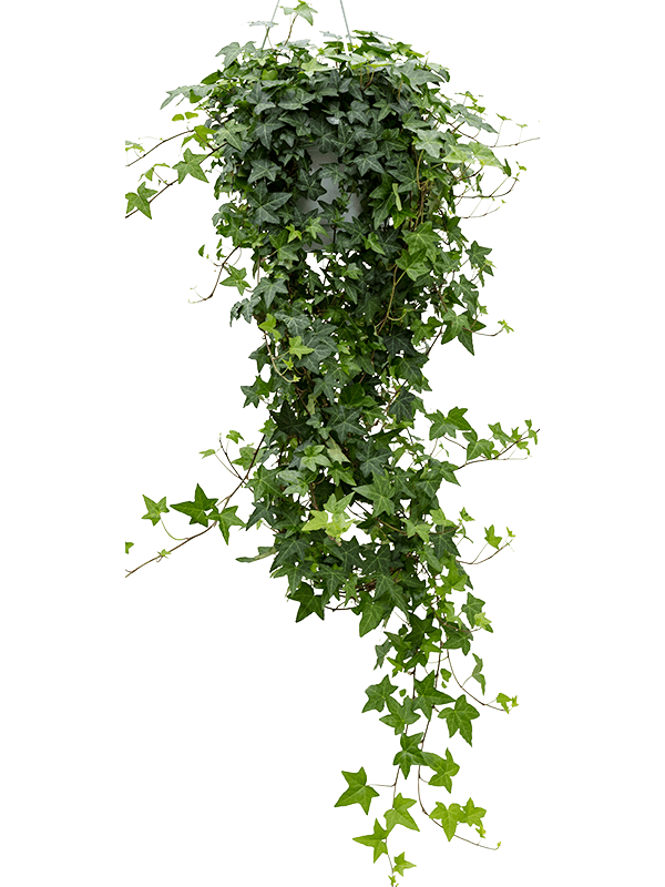 
                  
                    Hedera helix 'Pittsburgh' 120 cm, lot de 4 plantes
                  
                