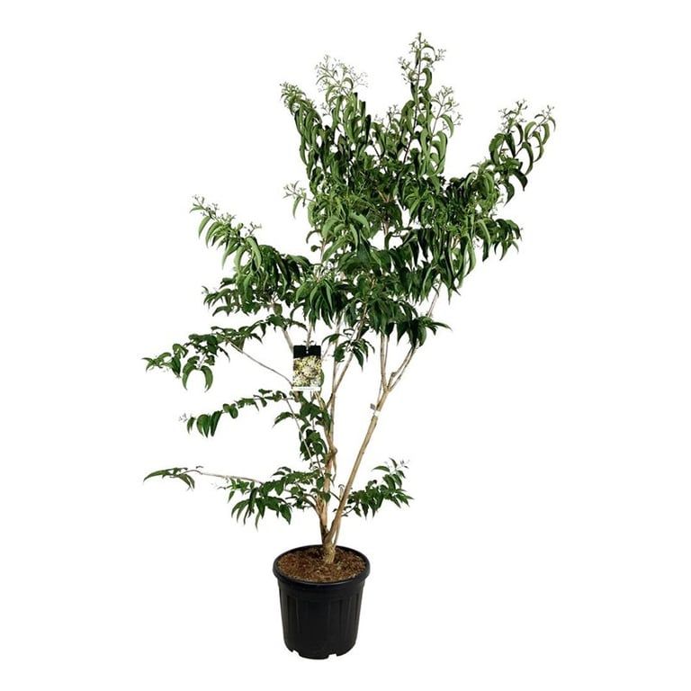 
                  
                    Heptacodium miconioides, sujet en pot de culture de 50 cm, format 260 cm — photographie de la référence F00012191, proposée par lot de 2 plantes
                  
                