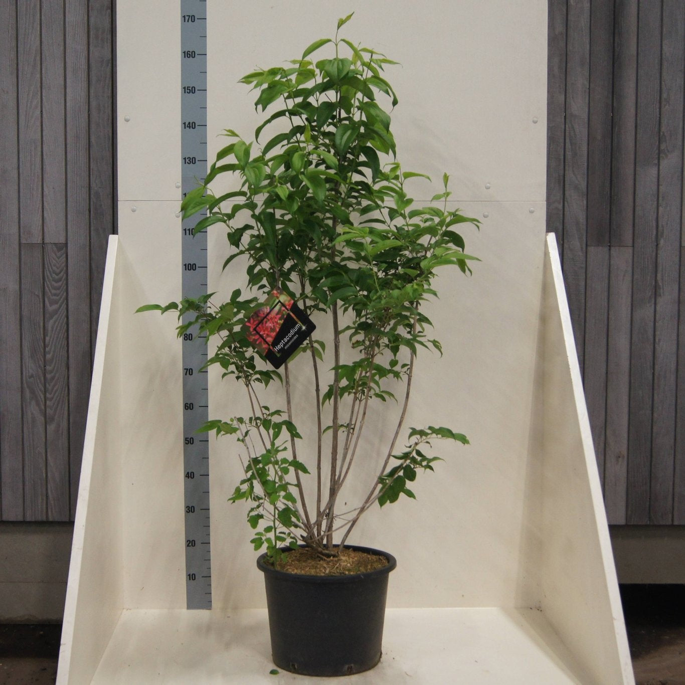 
                  
                    Heptacodium miconioides, sujet en pot de culture de 40 cm, format 150 cm — photographie de la référence F00012540, proposée par lot de 9 plantes
                  
                