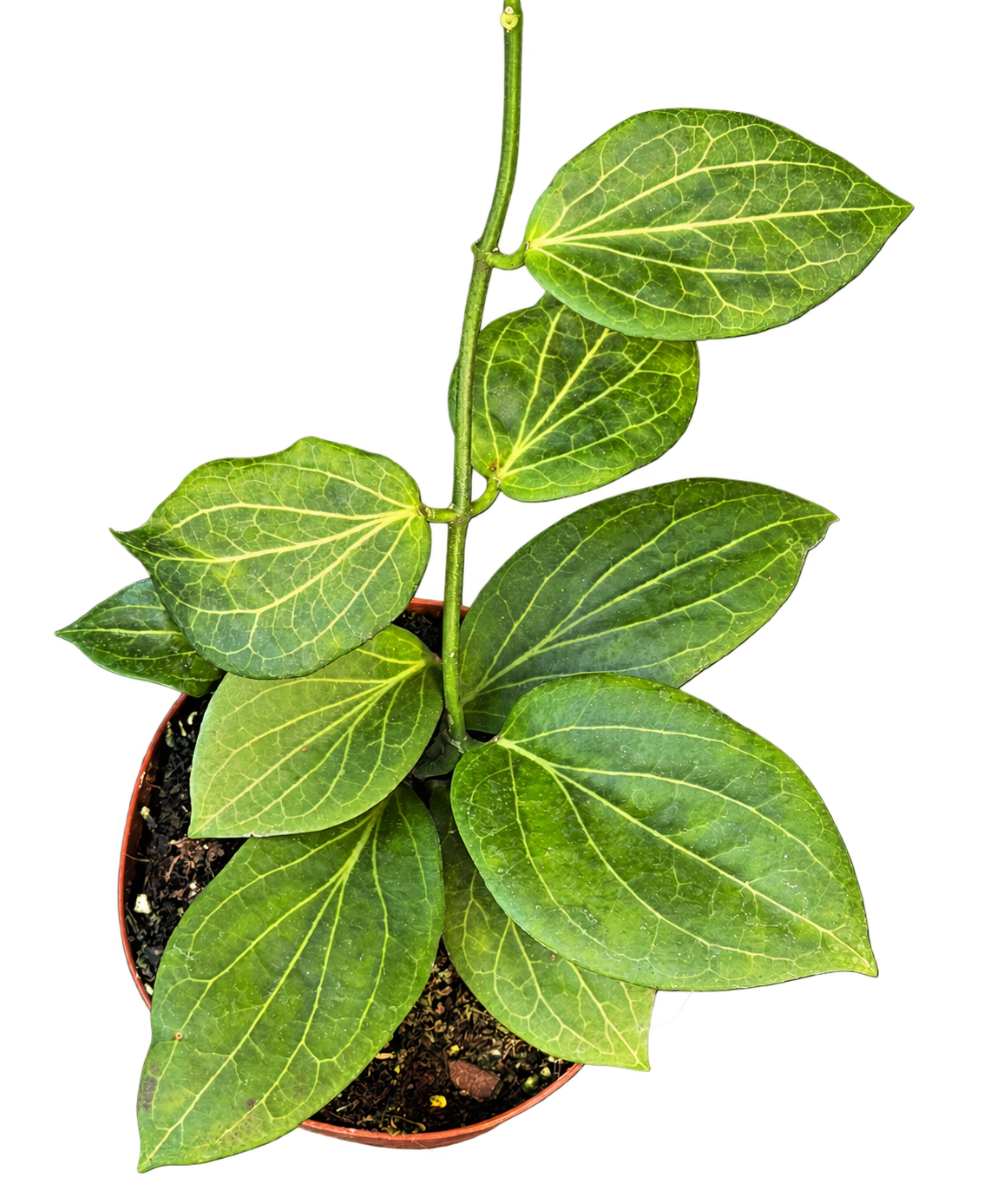 Hoya hellwigiana — 16 cm, pot Ø 12 cm — CPS-032