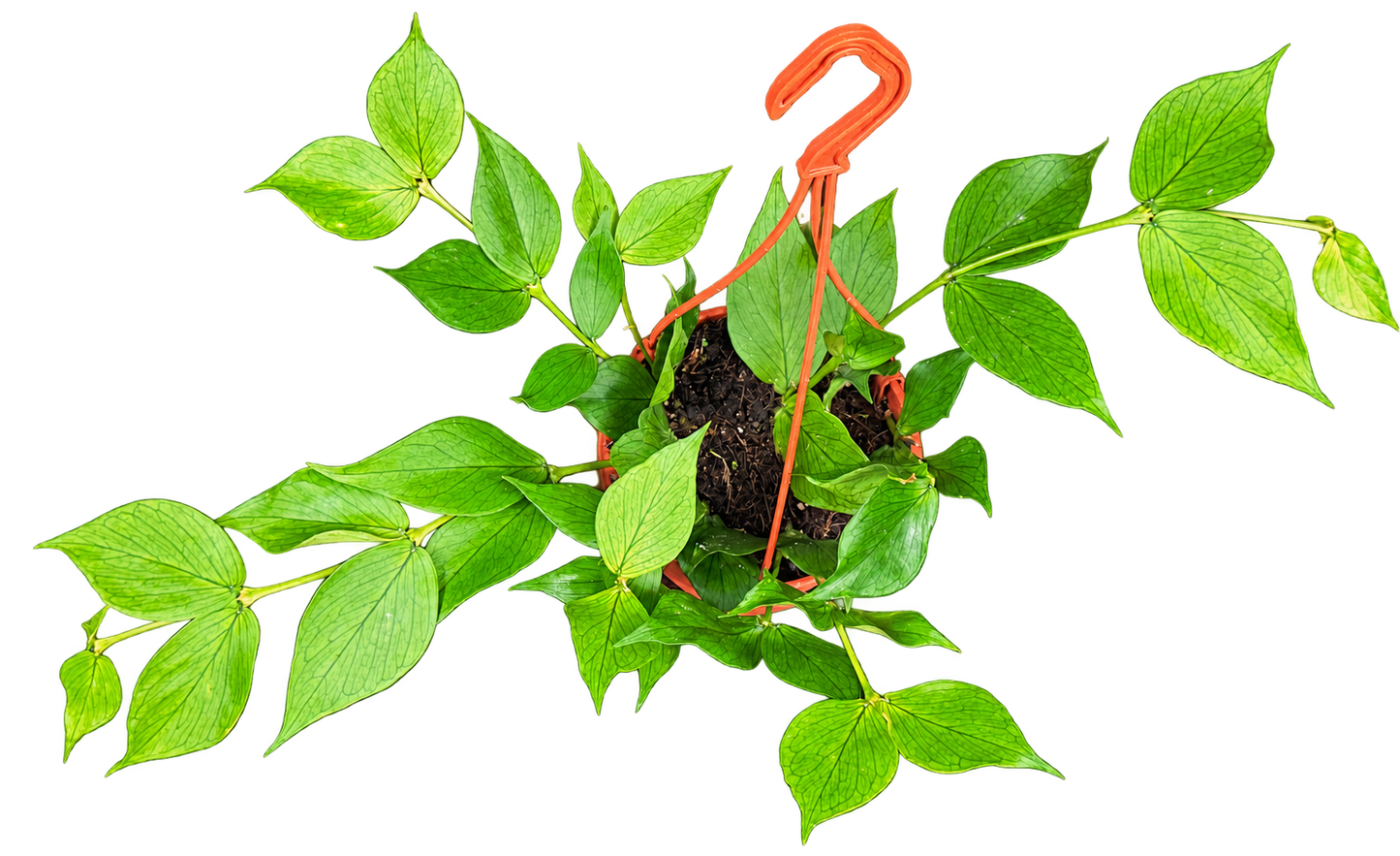 Hoya polyneura — 25 cm, pot Ø 14 cm — CPS-036