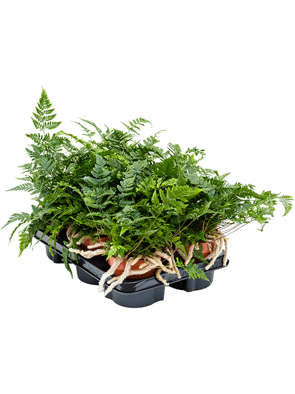 Humata tyermannii — lot de 6 fougères de 25 cm en pots de 12/11 cm, fond blanc