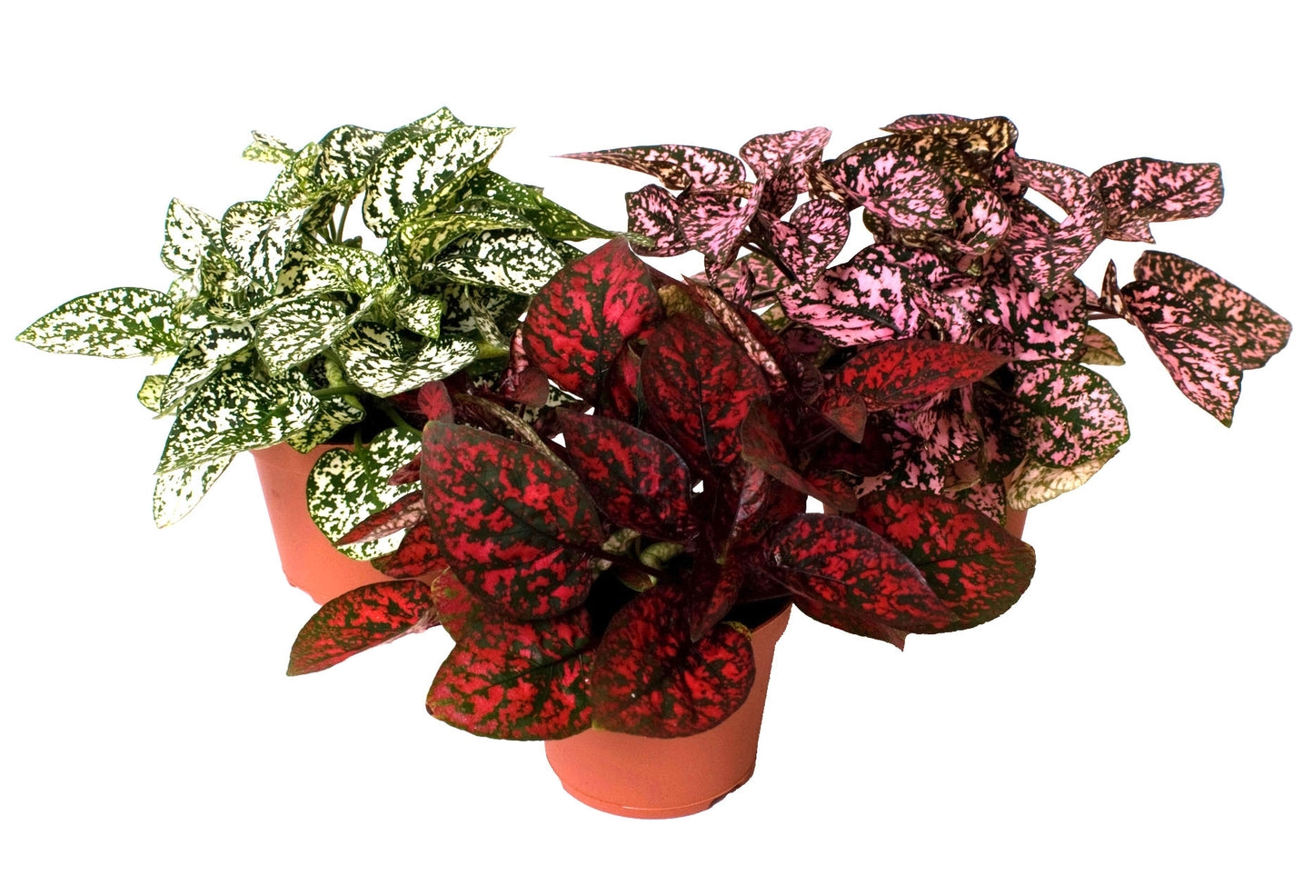 Hypoestes phyllostachya mix — exemples de couleurs, plantes de 12 cm en pots de 6 cm, vendues en lots de 12