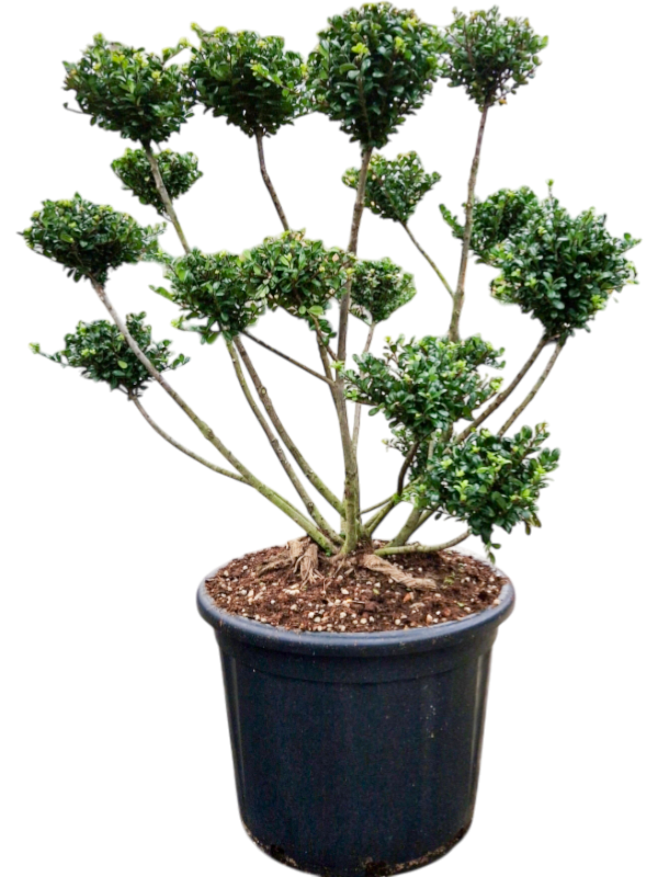 Ilex crenata Fructo Luteo, forme ramifiée en boules, hauteur 130 cm, pot de culture noir — 5ILFLSS22