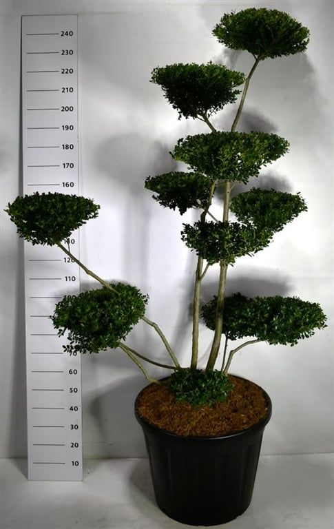 
                  
                    Ilex crenata Green Hedge en bonsaï de jardin, branches dégagées et couronnes de petites feuilles vertes, 240 cm
                  
                