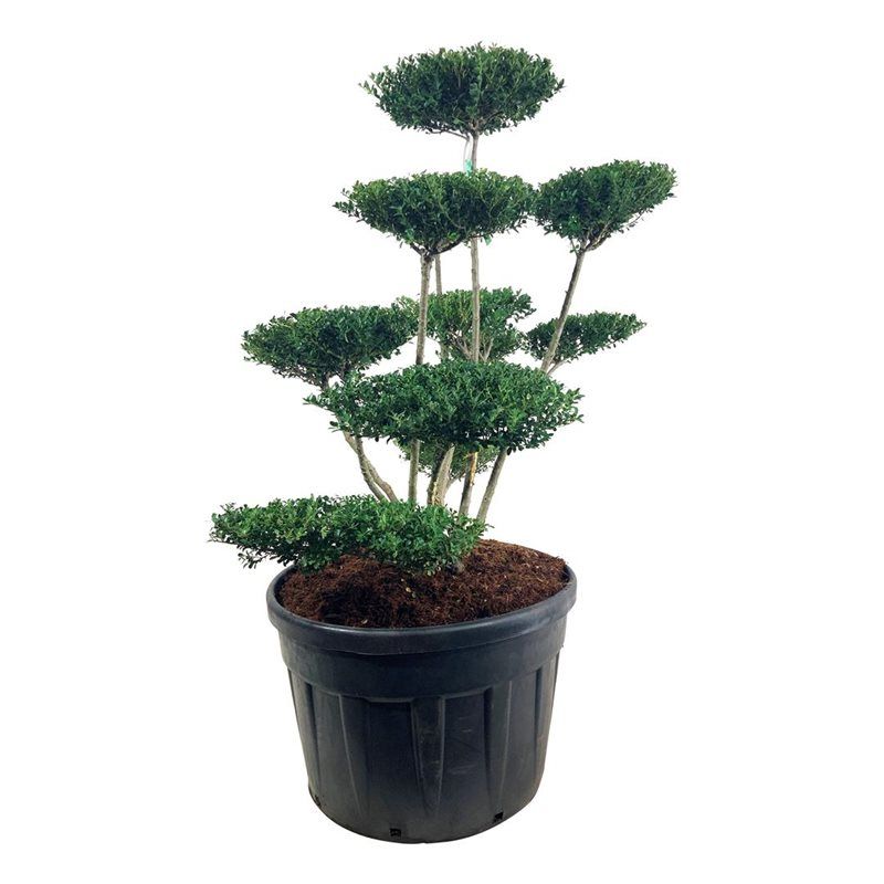 Ilex crenata Green Hedge en bonsaï de jardin, plateaux de petites feuilles vertes sur plusieurs troncs, 160 cm