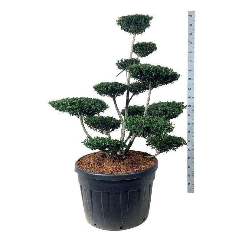 
                  
                    Ilex crenata Green Hedge formé en bonsaï de jardin, plateaux de feuillage vert et branches dégagées, 175 cm
                  
                