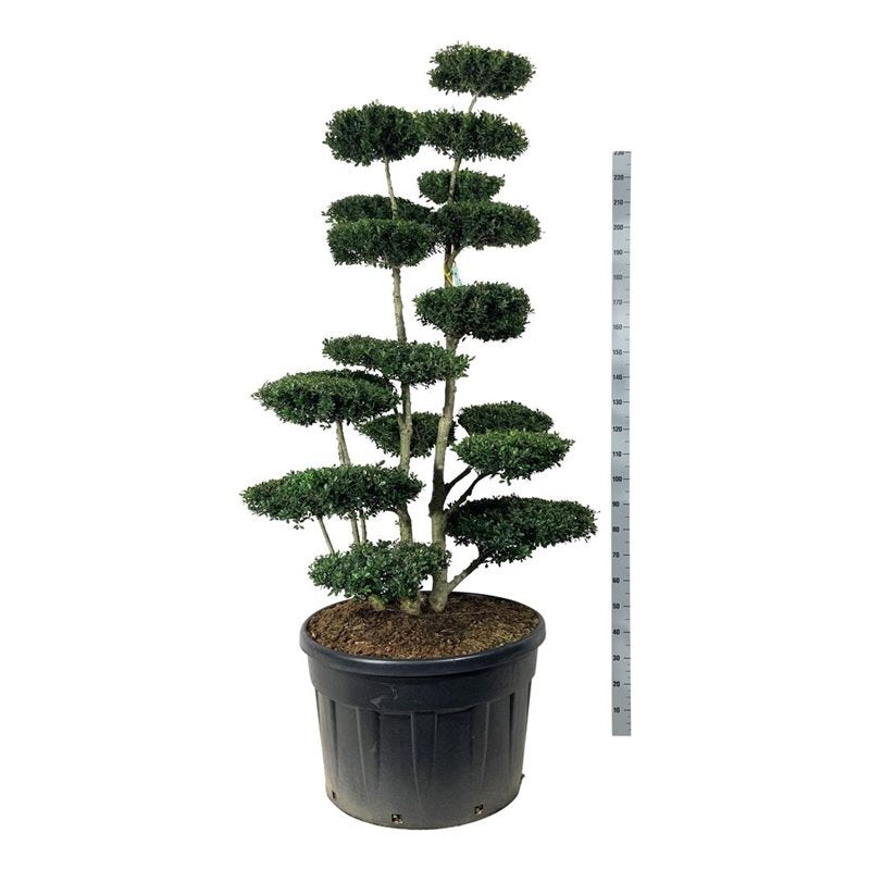 
                  
                    Ilex crenata Green Hedge en bonsaï de jardin, haute silhouette en plateaux sur fond clair, 230 cm
                  
                