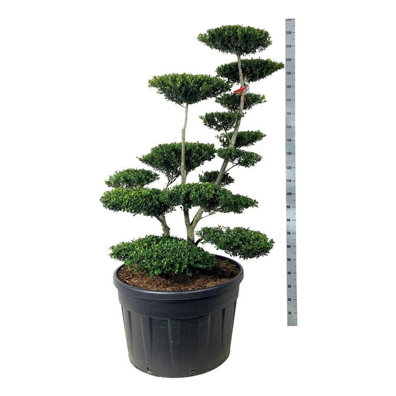 
                  
                    Ilex crenata Green Hedge en bonsaï de jardin, silhouette élancée et plateaux étagés de feuillage, 220 cm
                  
                