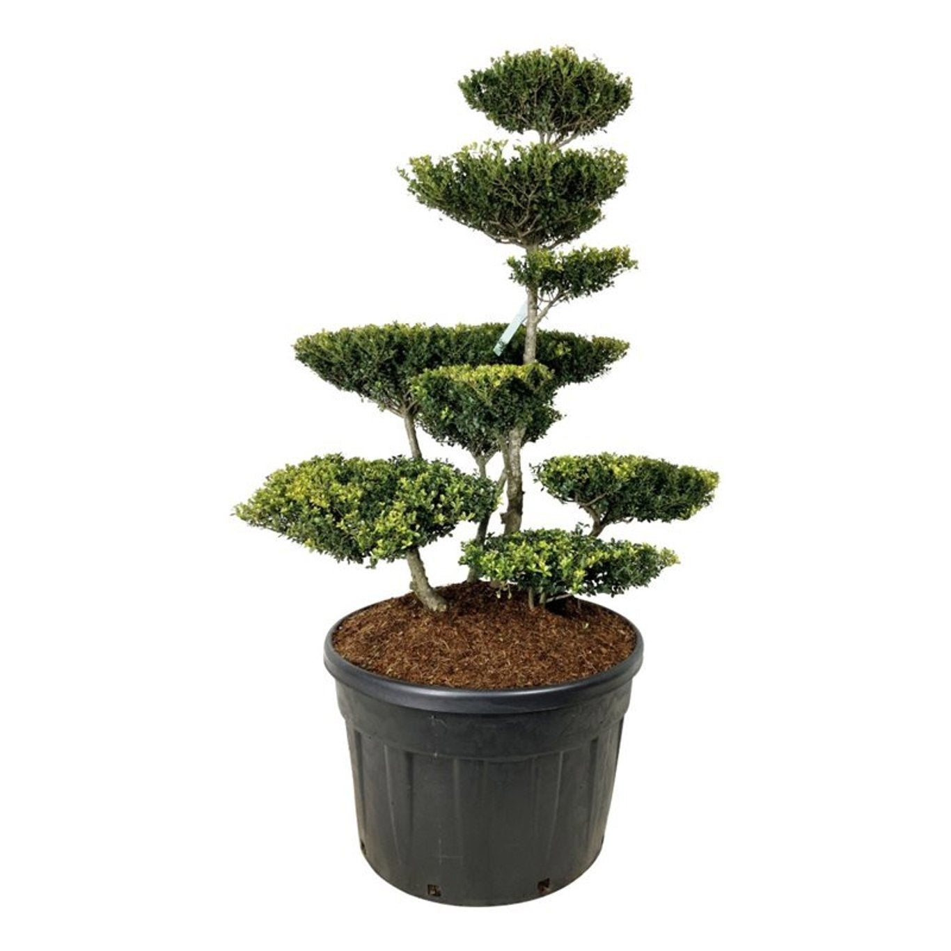 
                  
                    Ilex crenata Green Lustre en bonsaï de jardin, silhouette élancée et plateaux de feuillage, 185 cm
                  
                