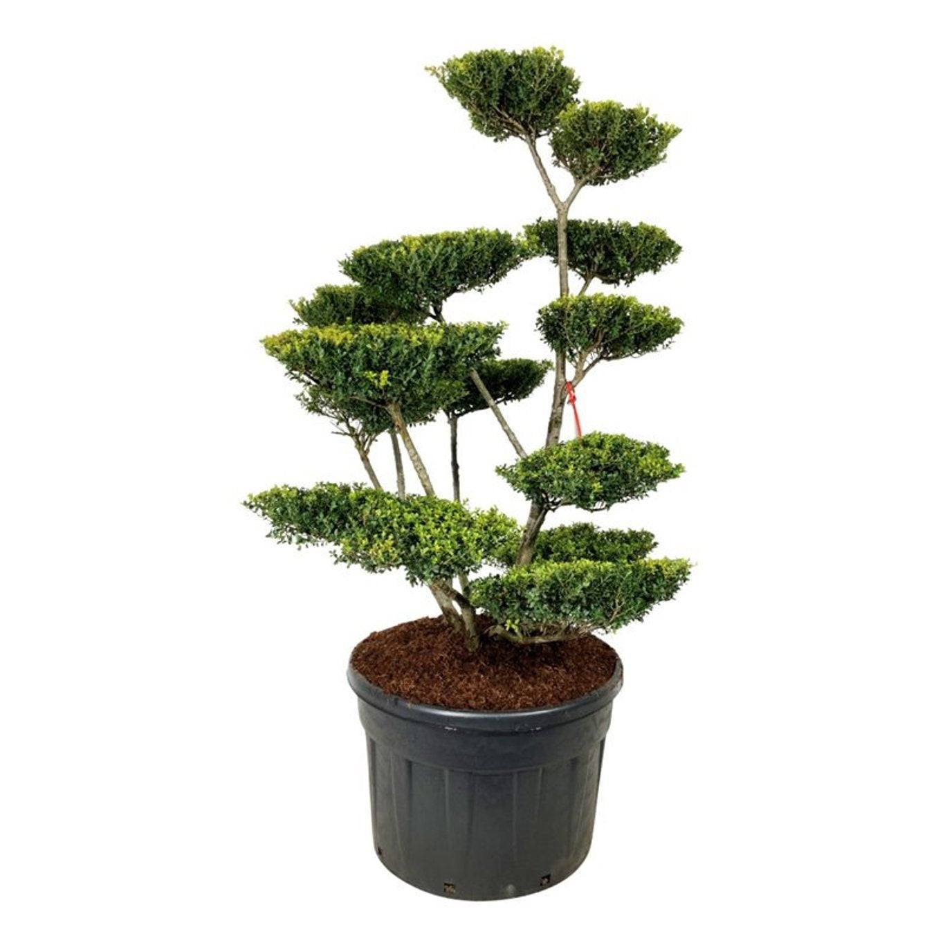 
                  
                    Ilex crenata Green Lustre en bonsaï de jardin, branches fines dégagées et plateaux étagés, 220 cm
                  
                