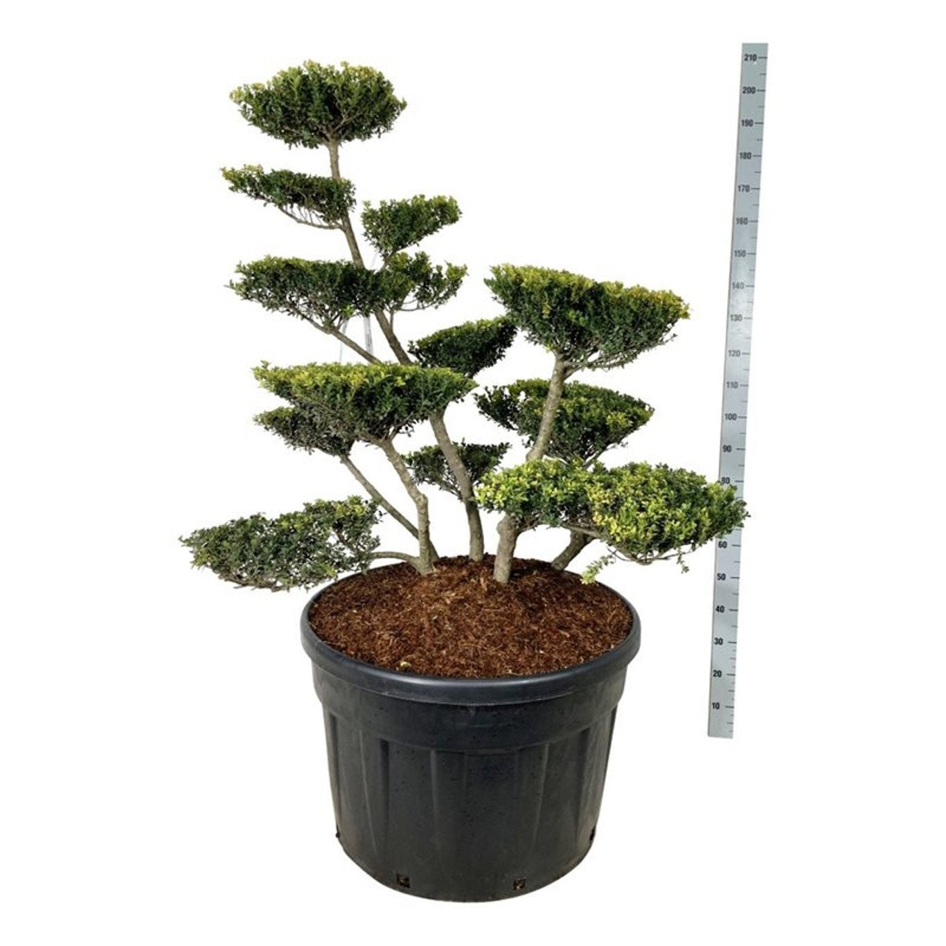 
                  
                    Ilex crenata Green Lustre en bonsaï de jardin, plusieurs branches dégagées et plateaux de feuillage, 160 cm
                  
                