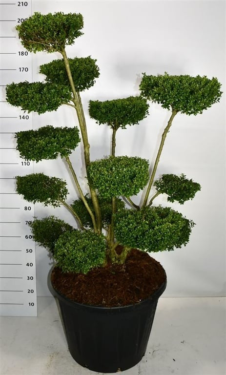 
                  
                    Ilex crenata Ellipta Convex en bonsaï de jardin, plusieurs branches dégagées et petits plateaux de feuillage vert brillant, format 220 cm
                  
                