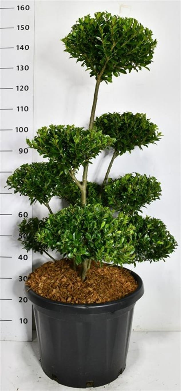 Ilex maximowicziana Kanehirae en bonsaï de jardin, plateaux de feuillage vert et tronc dégagé, 140 cm