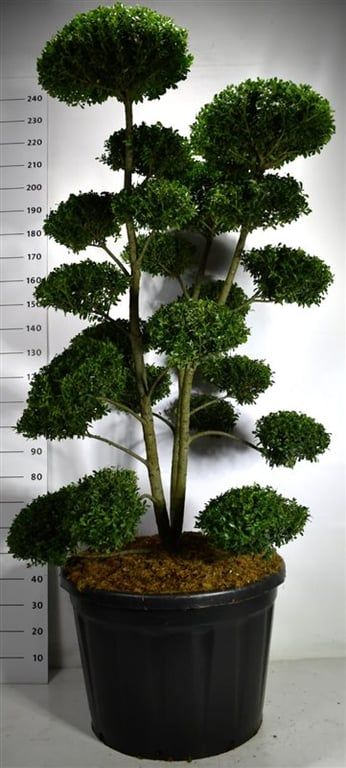 
                  
                    Houx japonais Mutchagara en nuages, hauteur 240 cm, pot Ø 80 cm
                  
                