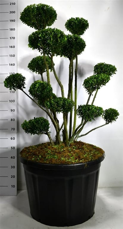 
                  
                    Houx japonais Mutchagara en nuages, hauteur 180 cm, pot Ø 80 cm
                  
                