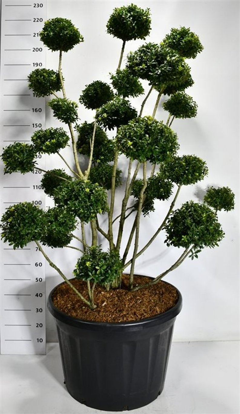 
                  
                    Houx Mutchagara en nuages, tiges dégagées et couronnes vertes, 220 cm en pot de 80 cm
                  
                