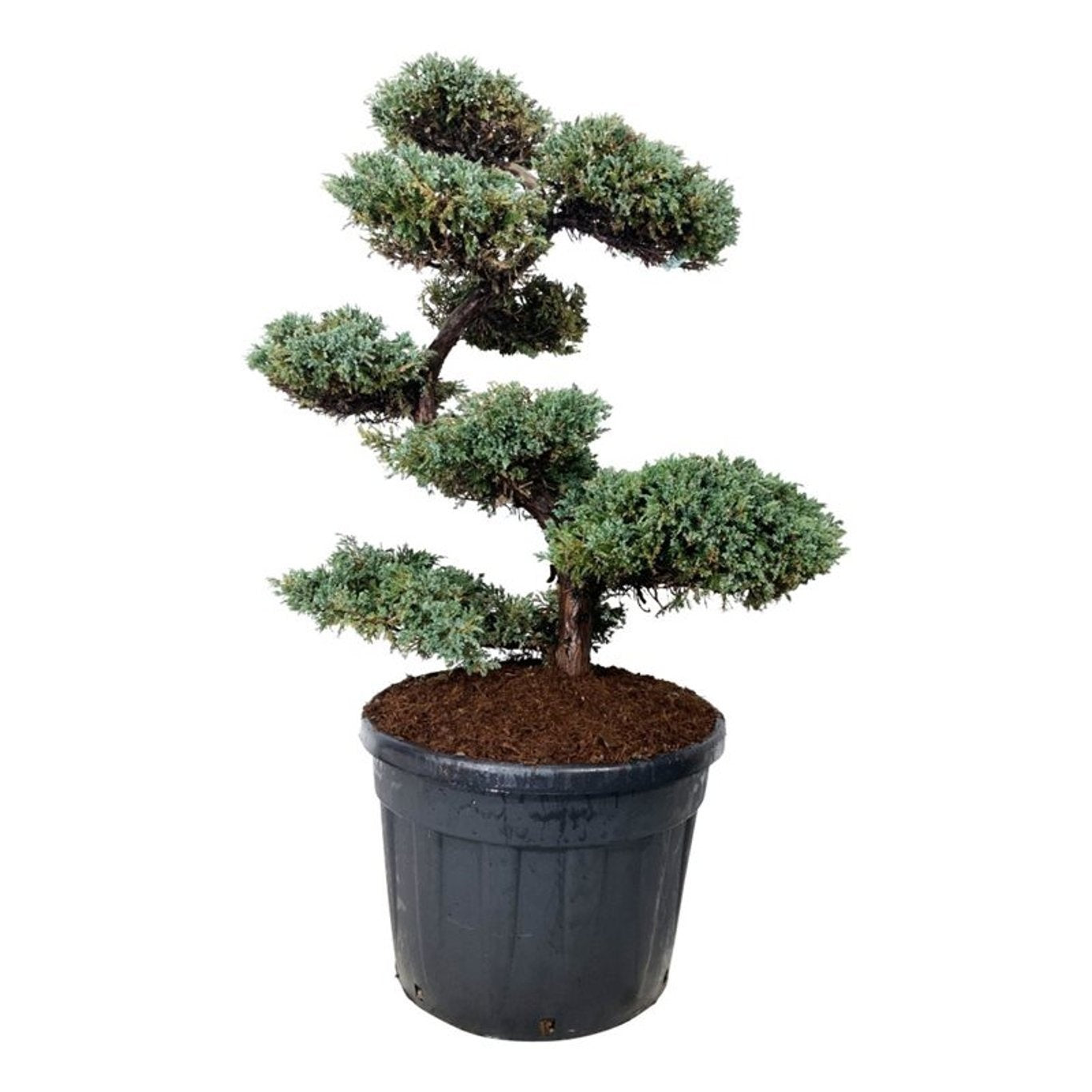 
                  
                    Genévrier Juniperus squamata Blue Carpet en bonsaï de jardin, feuillage bleu-gris taillé en plateaux, 150 cm
                  
                